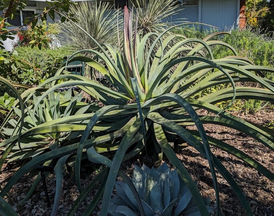 Lot of 5 Rooted Octopus Agave Plants, Agave vilmoriniana, 8-10" Tall, Succulent Collection for Garden or Indoor Decor