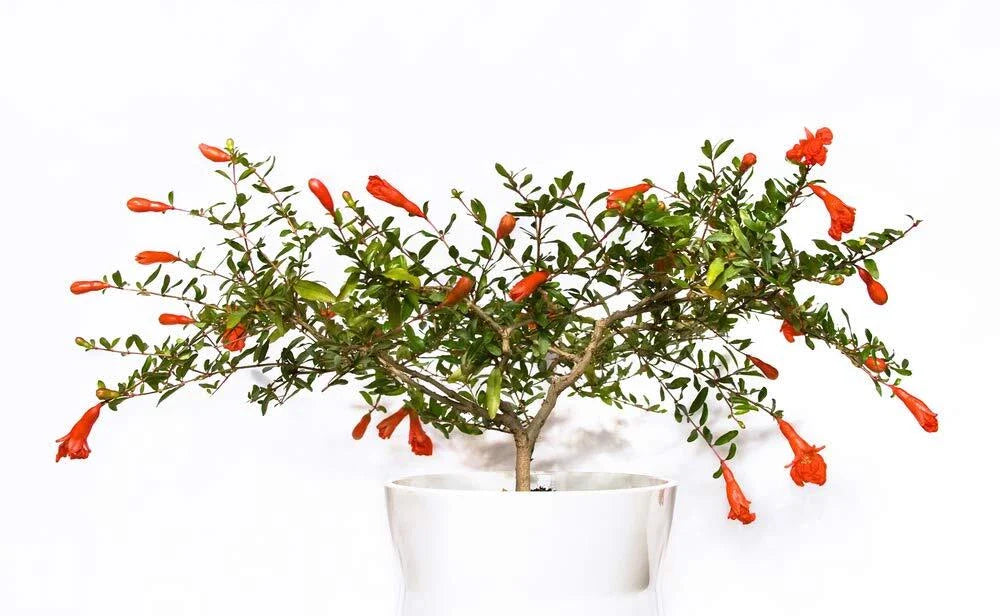 Dwarf Pomegranate Bonsai Seeds - 25 Edible Fruit Seeds - Punica granatum - Perfect for Home Gardening