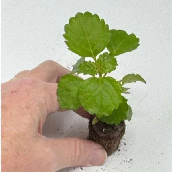 Plectranthus Swedish Ivy Green Live Rooted Starter Plants - Indoor House Plants - Easy Care for Home Decor