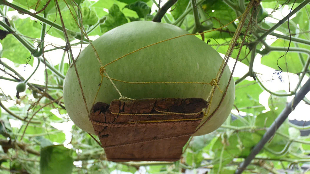 Giant Round Gourd Seeds | Calabash Gourd | Non-GMO Organic, High Yield | Lagenaria siceraria