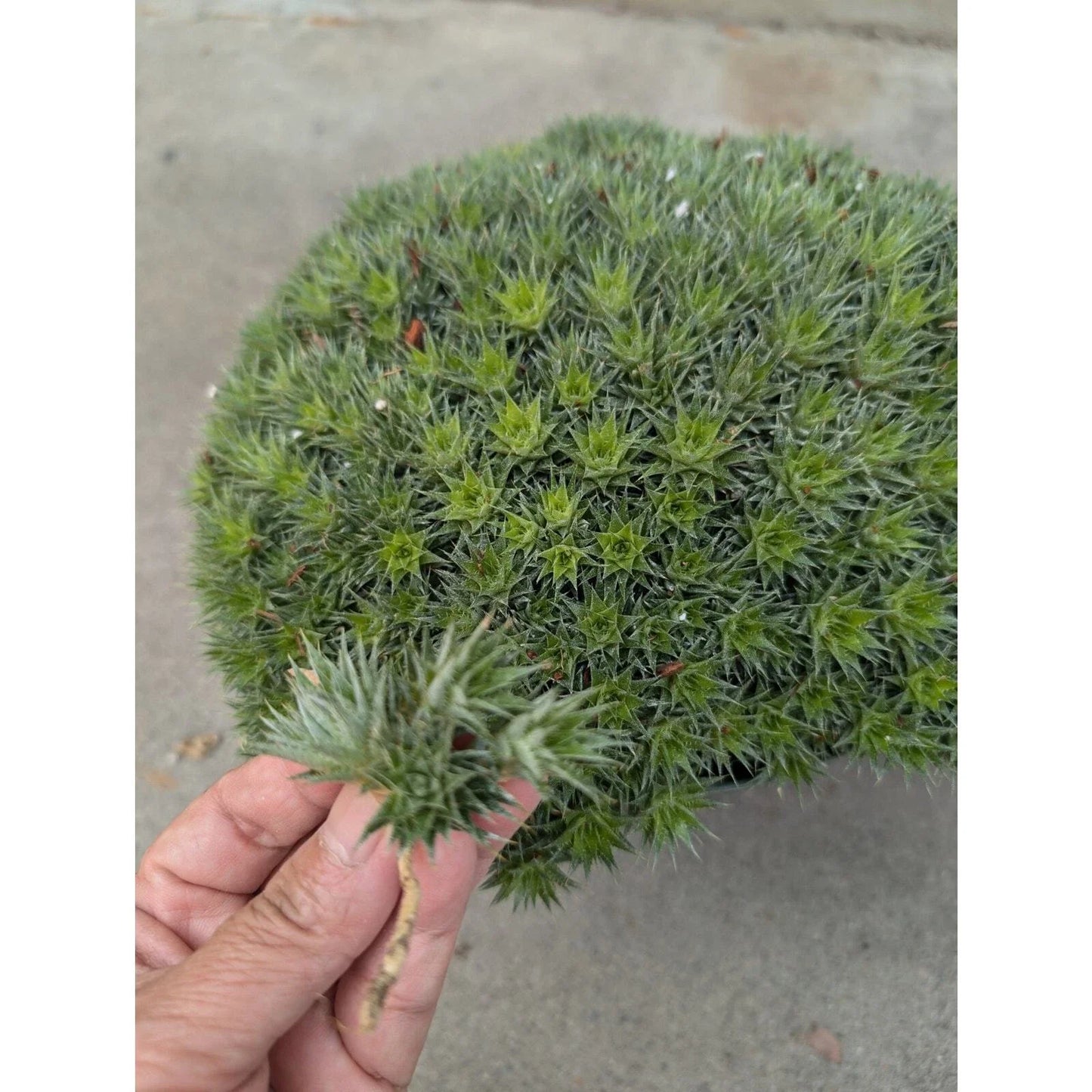 Deuterocohnia brevifolia Cuttings - Tropical Succulent Plant Cuttings - Unique Green Houseplant Decor