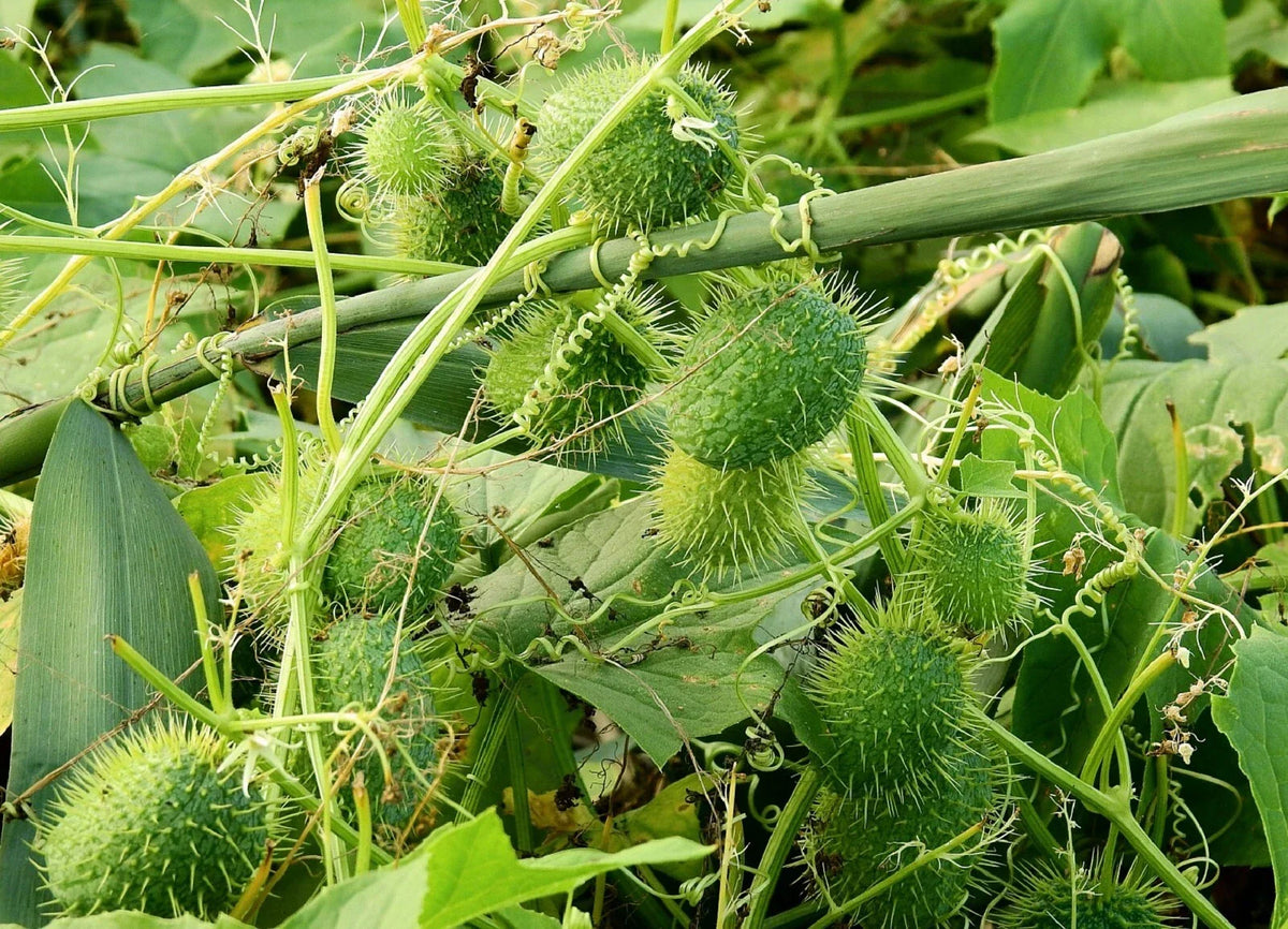 Wild Cucumber Seeds - Fruiting Vine - Cucumis dipsaceus - 10 Seeds - Garden Starter - Organic Gardening