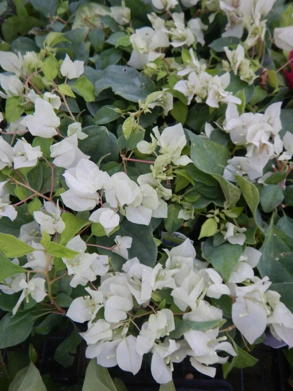 Live Bougainvillea Starter Plant - Sunstone White - Bougainvillea spp. - Well Rooted - USA Seller