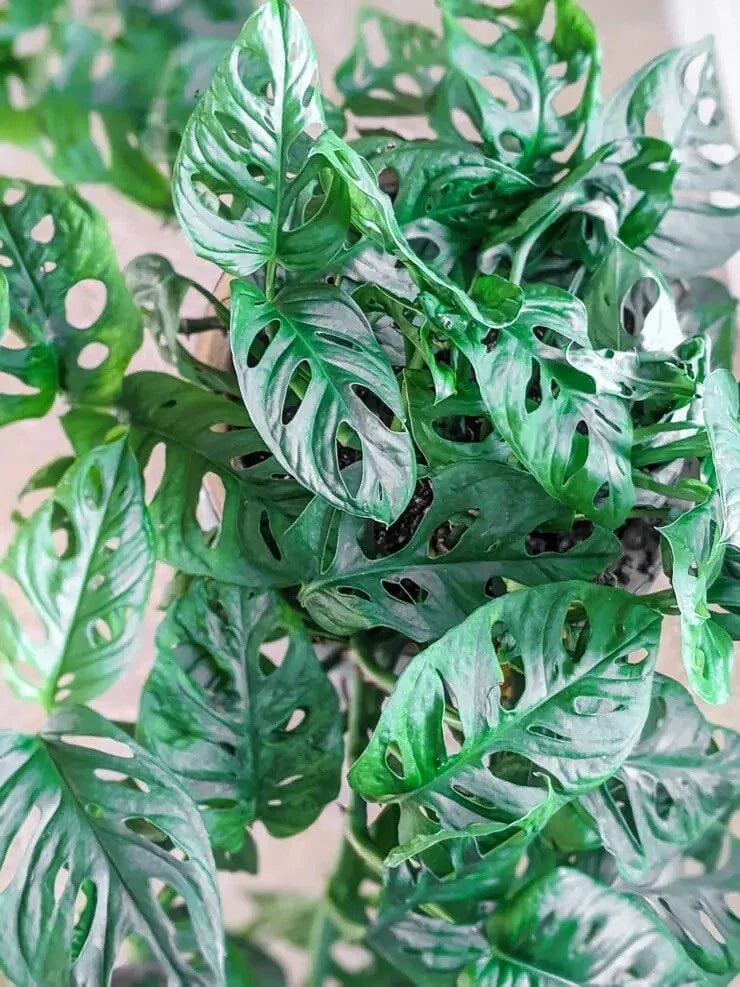 Monstera Adansonii Swiss Cheese Cuttings - 3 Indoor/Outdoor House Plant