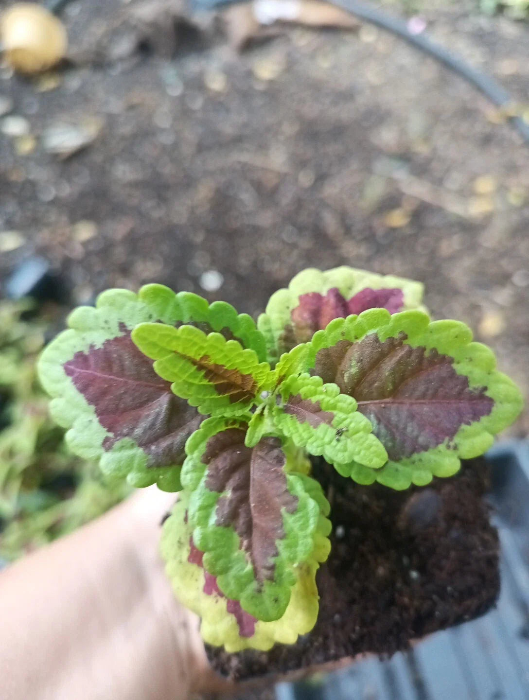 Coleus Talavera Sienna Live Plant Plugs - Colorful Foliage for Garden Home DIY