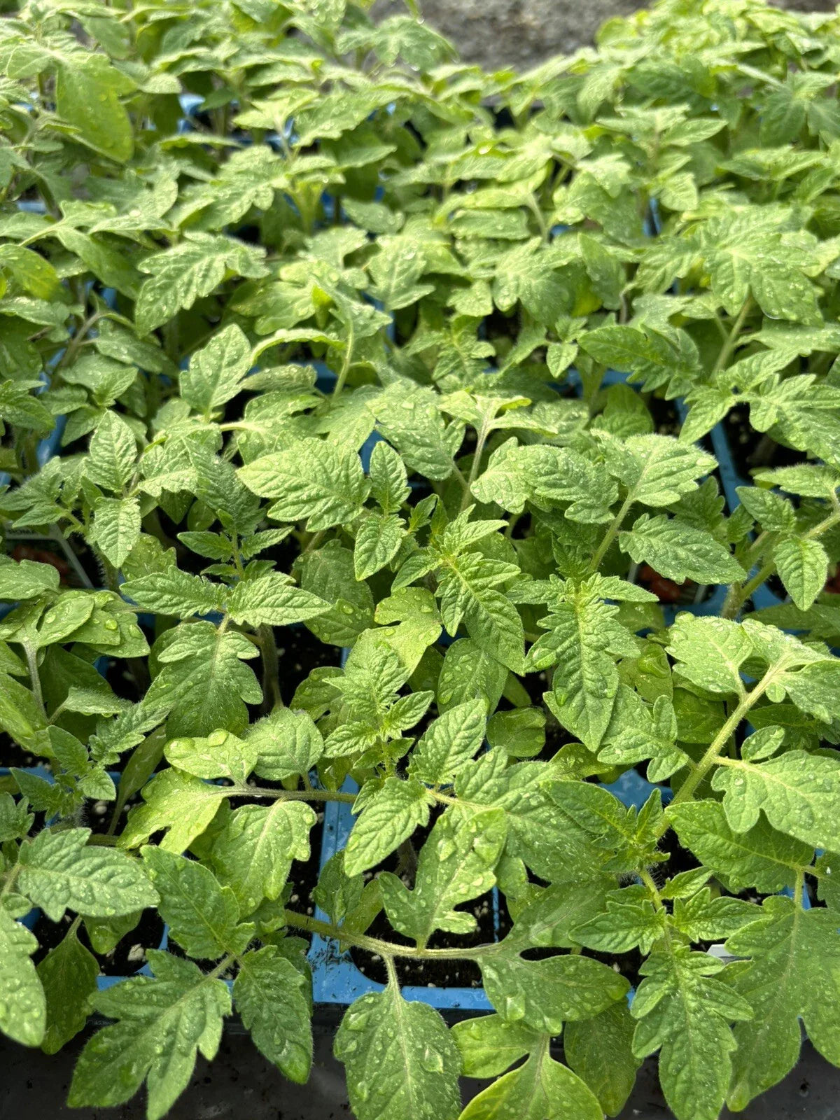Lot of 3 Live Roma Tomato Plants, 6-10 inches, Solanum lycopersicum, 60+ Days Old, Perfect for Home Garden