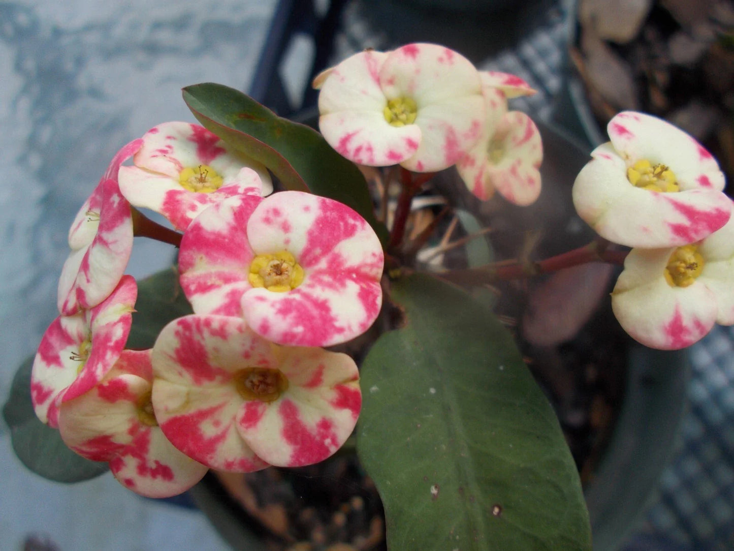 Rooted Cutting Thai Hybrid Crown of Thorns Pink Mix (Euphorbia milii) - Perfect for Indoor or Outdoor Gardening