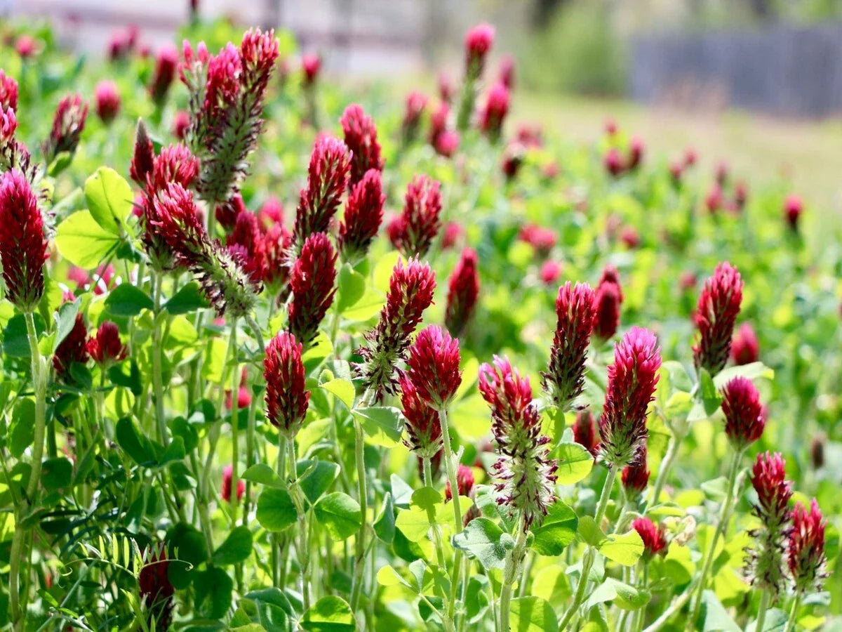 Clover Seeds - 600+ Crimson Red Non-GMO Seeds - Pollinator Food & Cover Crop - Fresh