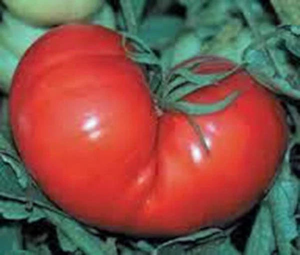 Tomato Seeds 100 Count Red Ponderosa Heirloom Non-GMO Large Tomato Seeds (Solanum lycopersicum)