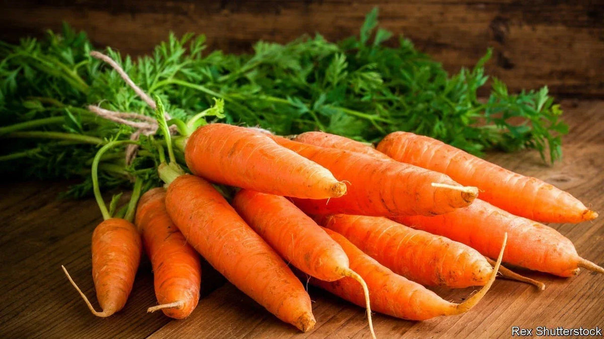Scarlet Nantes Carrot Seeds - 100+ Seeds for Planting - Heirloom Variety - Daucus carota