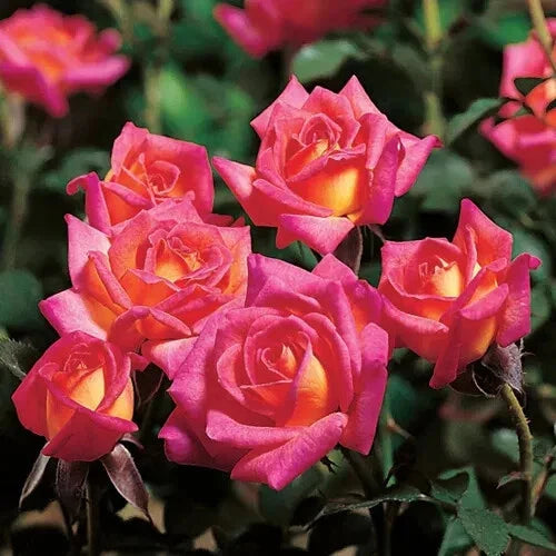 Hot Tamale Miniature Rose Cuttings - Unrooted Fresh Cuttings - 4" Long - 3 Stems - Rosa Miniature