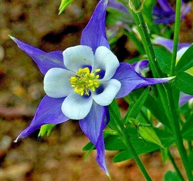 Rocky Mountain Columbine Seeds | Native Wildflower for Shade Garden & Containers | Aquilegia caerulea