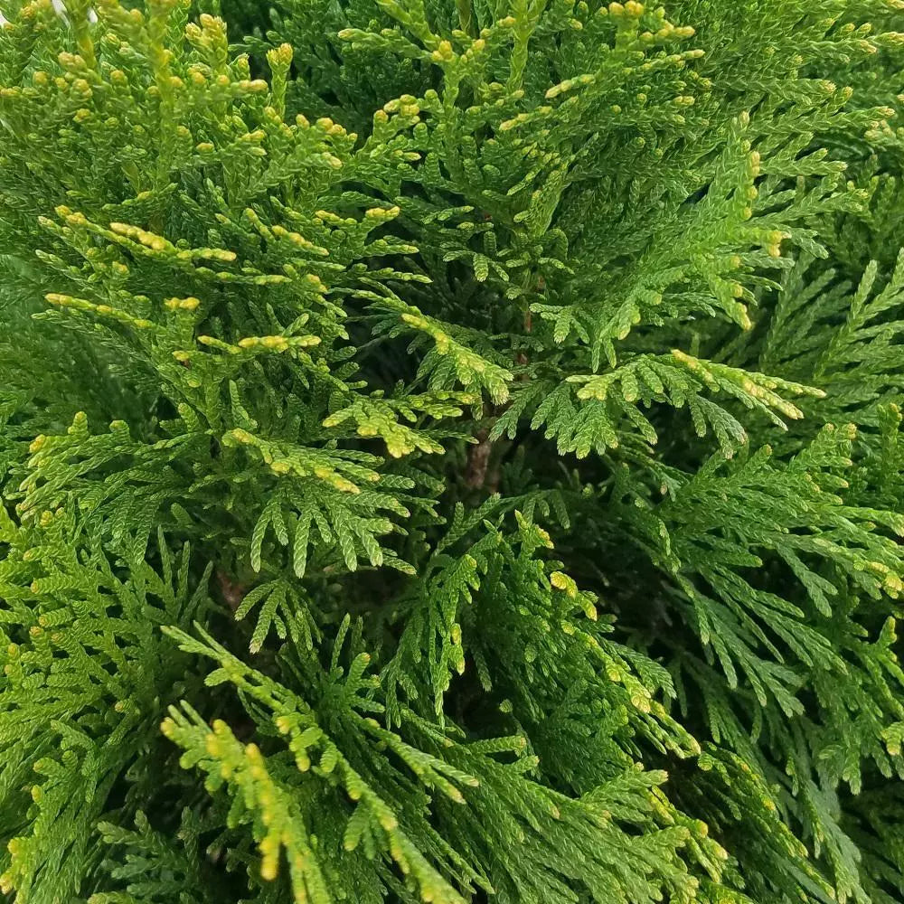 Emerald Green Arborvitae Thuja Occidentalis Live Bare Root Plant 24+ Inches
