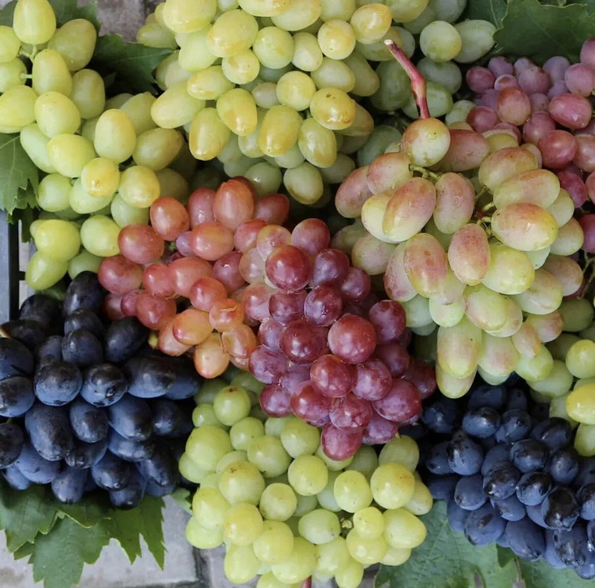 Mixed Grape Seeds - 100 Count - Multicolor Wine & Dessert Variety - Organic - Easy Grow USA Garden