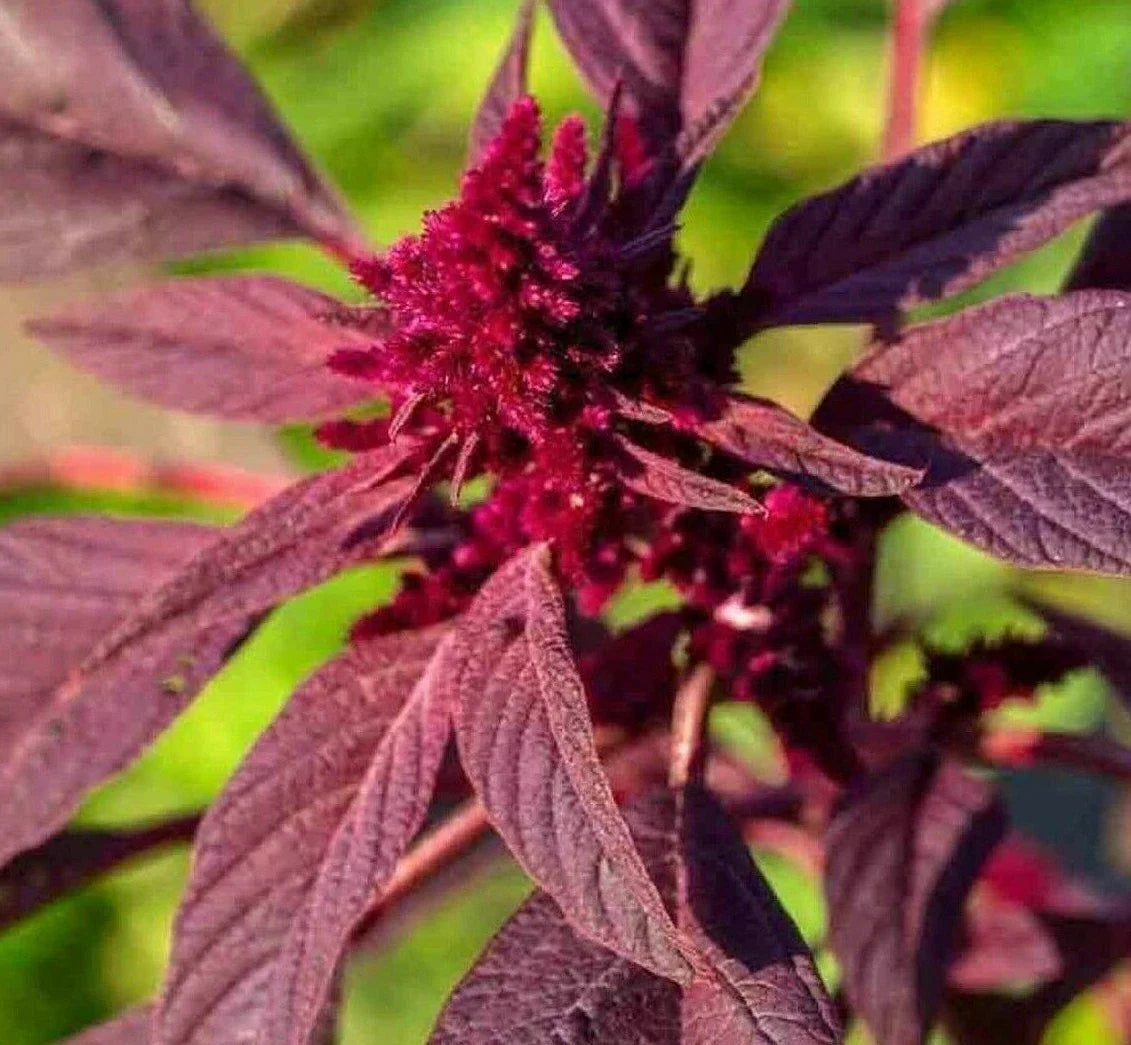 Amaranth Seeds 1000+ "Red Garnet" Herb Garden Microgreens Non-GMO