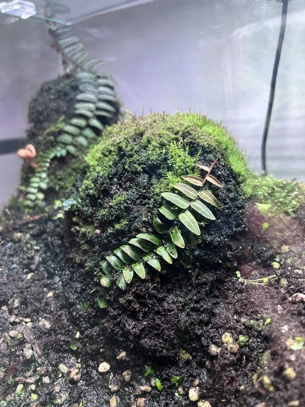 Marcgravia Umbellata "Red" Vine Cutting - Rare Dart Frog Safe Terrarium Plant for Indoor Gardening