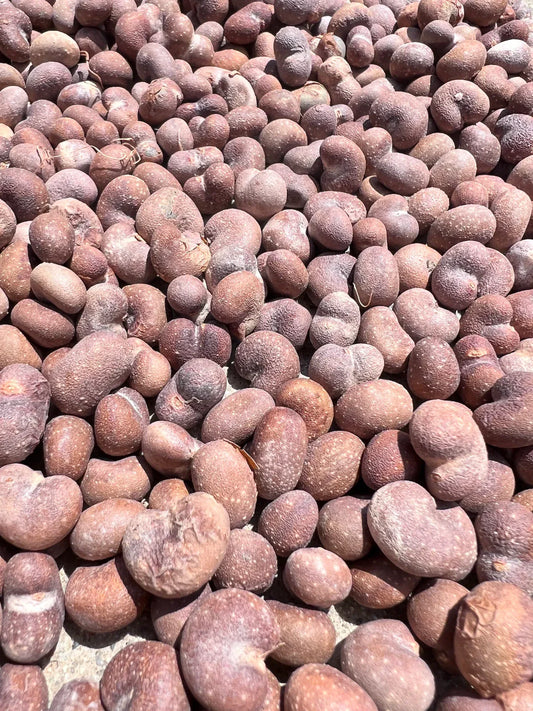 African Baobab Seeds - Adansonia Digitata - Drought-Tolerant Tree Seeds - Unique Ornamental Plant Seeds