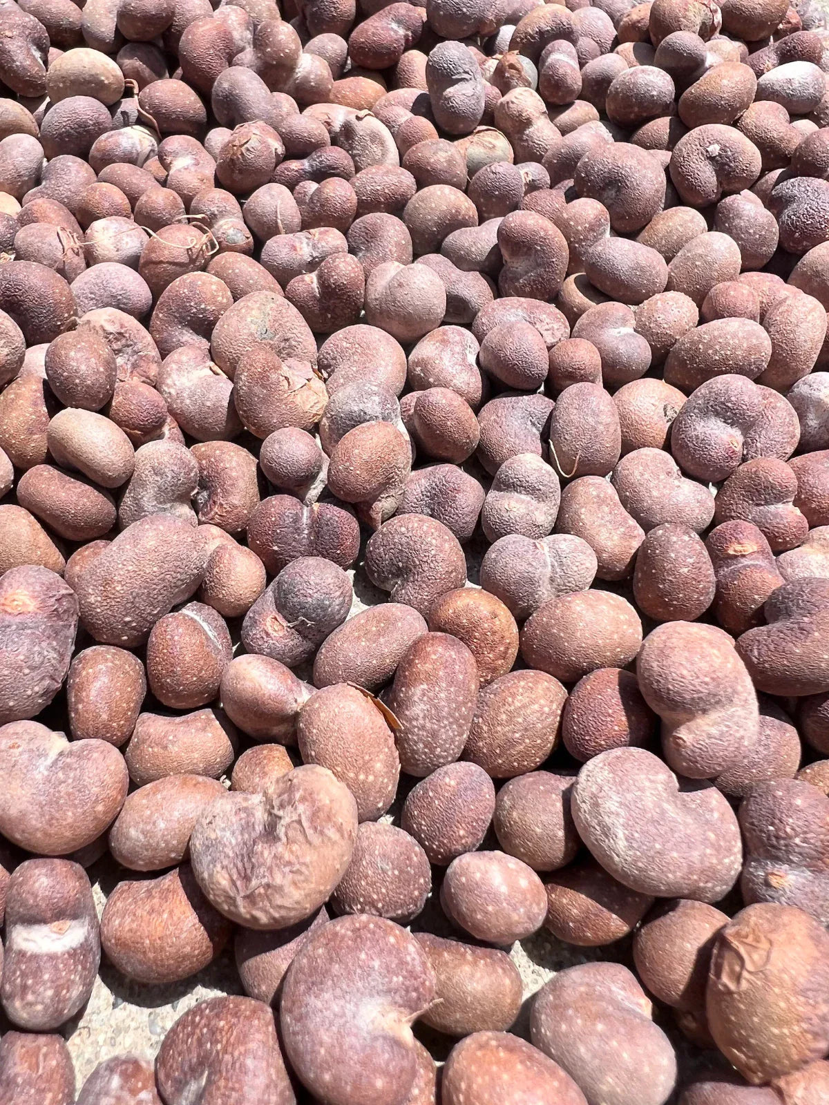 African Baobab Seeds - Adansonia Digitata - Drought-Tolerant Tree Seeds - Unique Ornamental Plant Seeds