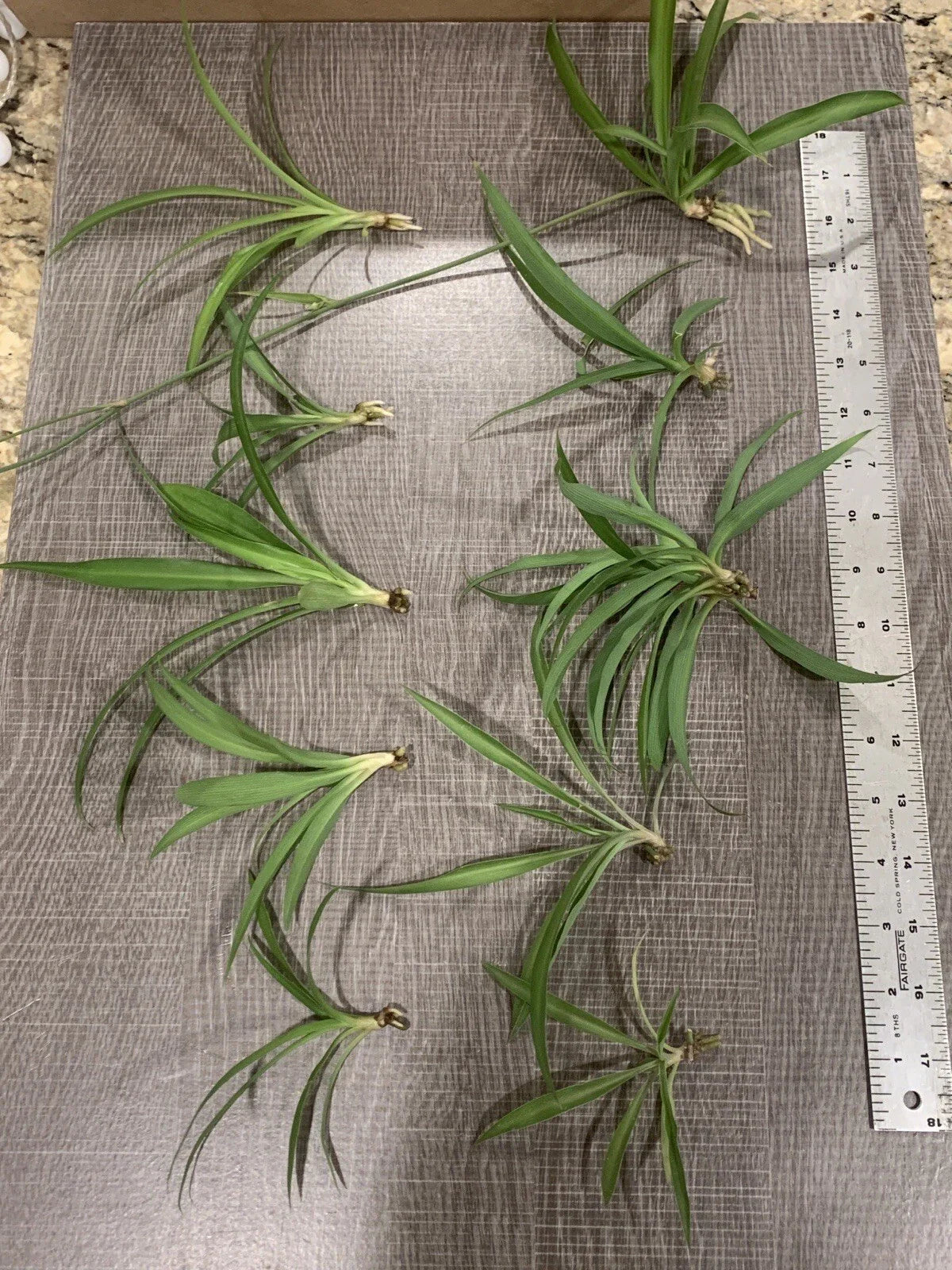 Spider Plant Starter Pack - 10 Ready to Root Plants, Easy Care Indoor Air Cleaner - Chlorophytum comosum