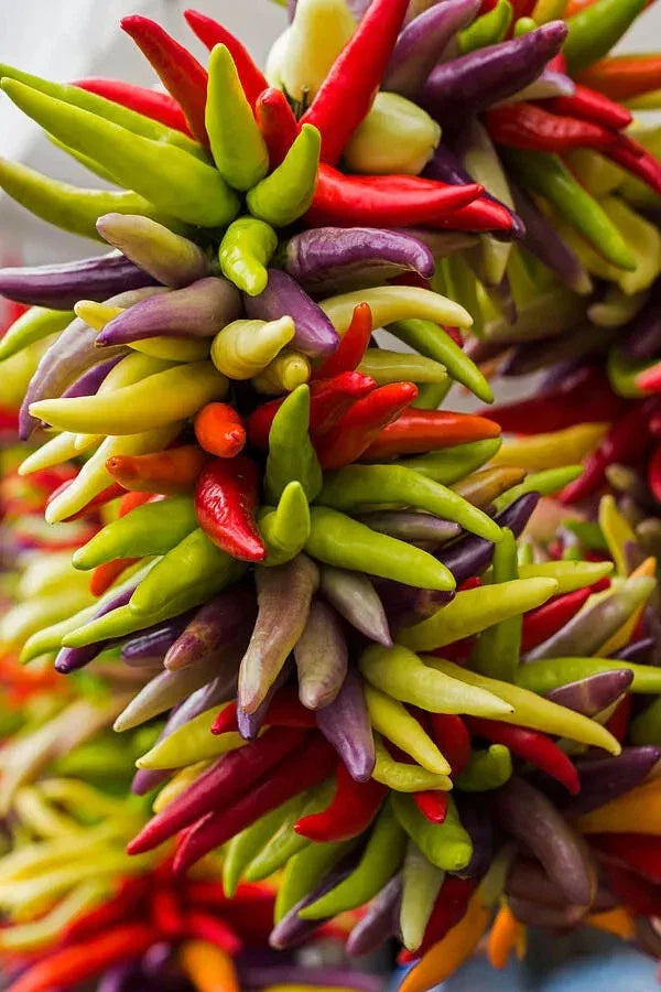 Cayenne Pepper Seeds - 100+ Seeds - Fiesta Blend - Heirloom - Organic - Non-GMO - Capsicum annuum