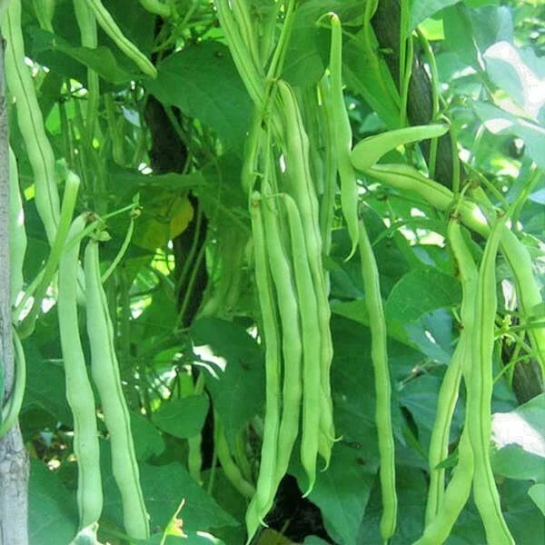 Kentucky Wonder Pole Bean Seeds - 50+ Heirloom Seeds for Vegetable Garden - Fast Growing, Easy to Grow, Phaseolus vulgaris