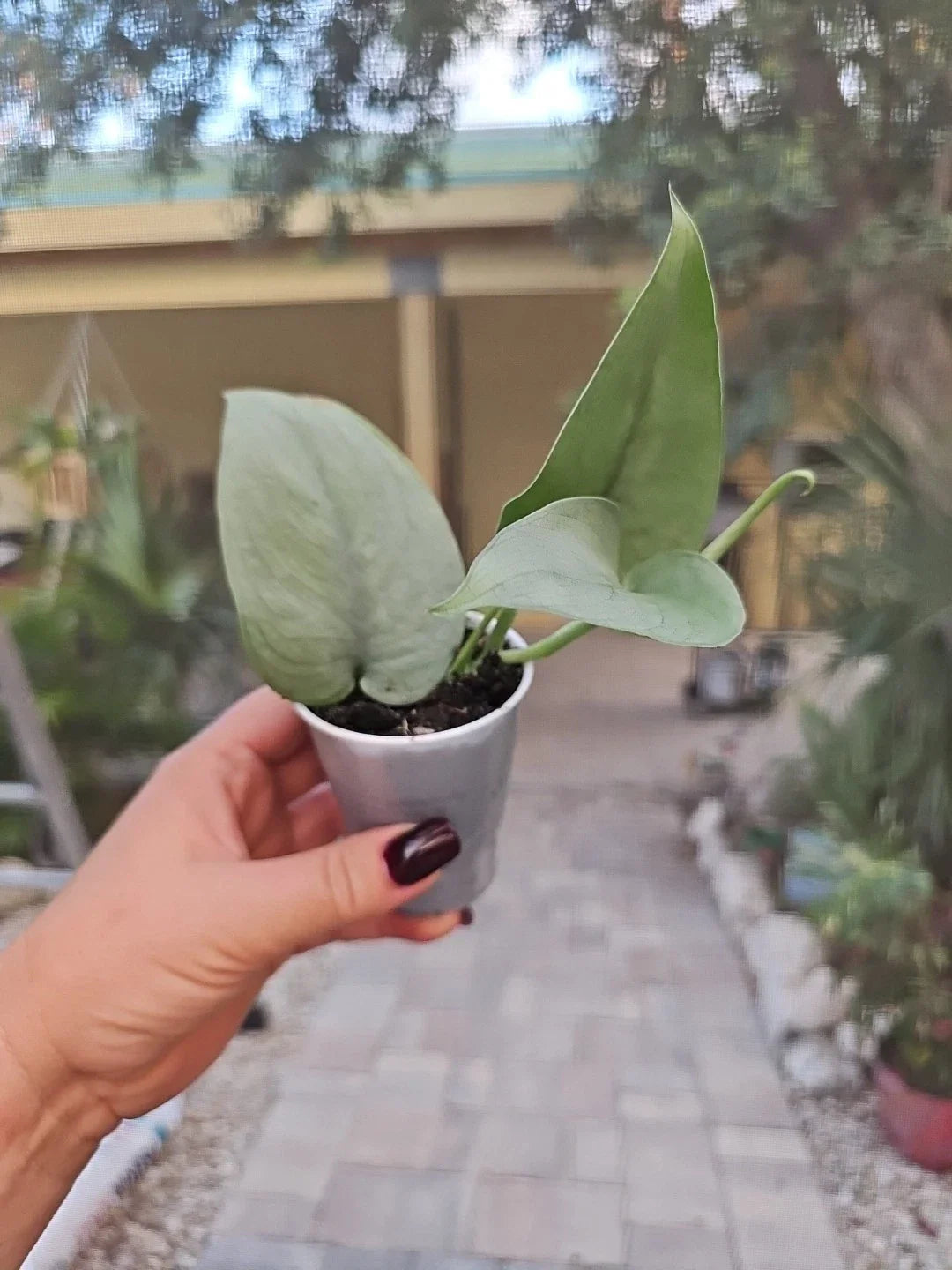 Scindapsus Platinum Java Silver Hero Live Plant - Rooted, 2.5" Pot - Indoor Houseplant, No Cutting