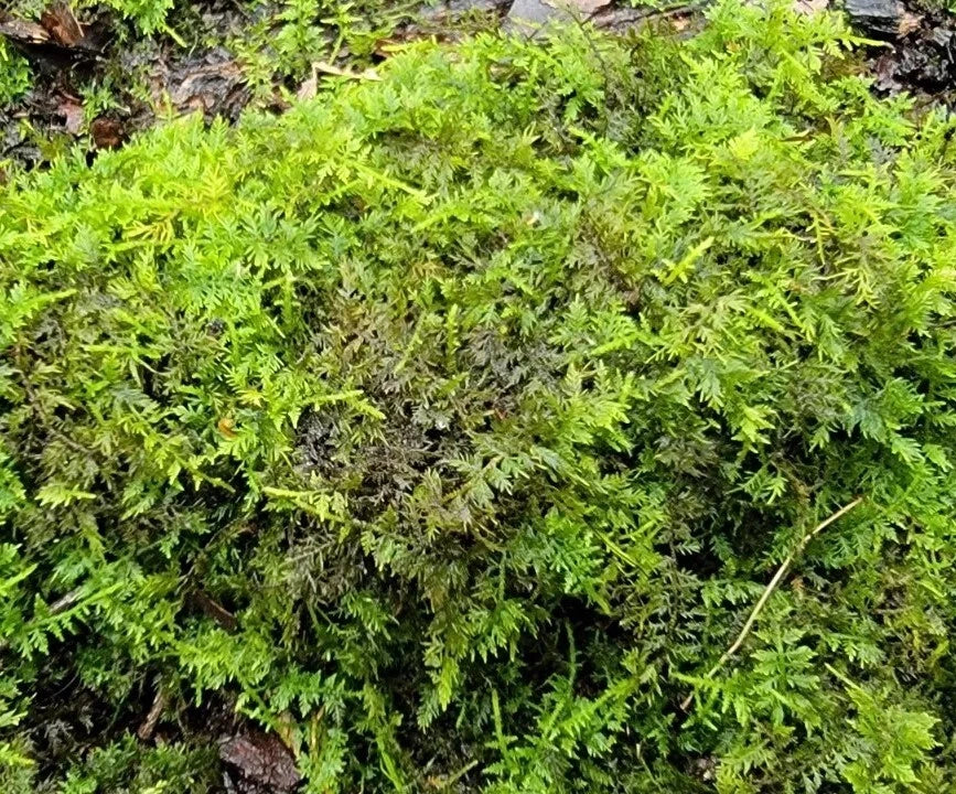 Feather Moss Terrarium 6"x9" Box - Live Organic Wild Moss for Orchid Fairy Garden