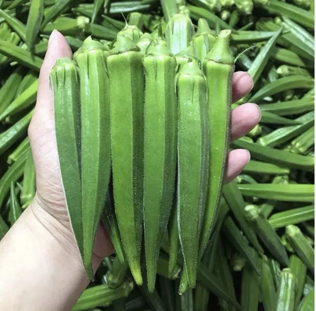 Clemson Spineless Okra Seeds - 500+ Non-GMO Heirloom Seeds with Free Green Eggplant Seeds - Gardening Supplies