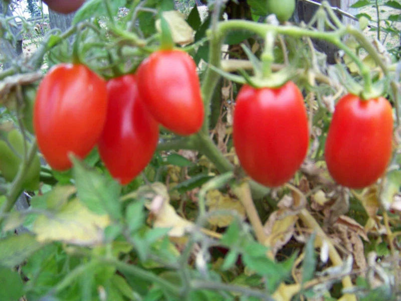 Roma Tomato Seeds - 150 Seeds - Unbelievable Variety - Solanum lycopersicum - Free Shipping on Any 15 Packets