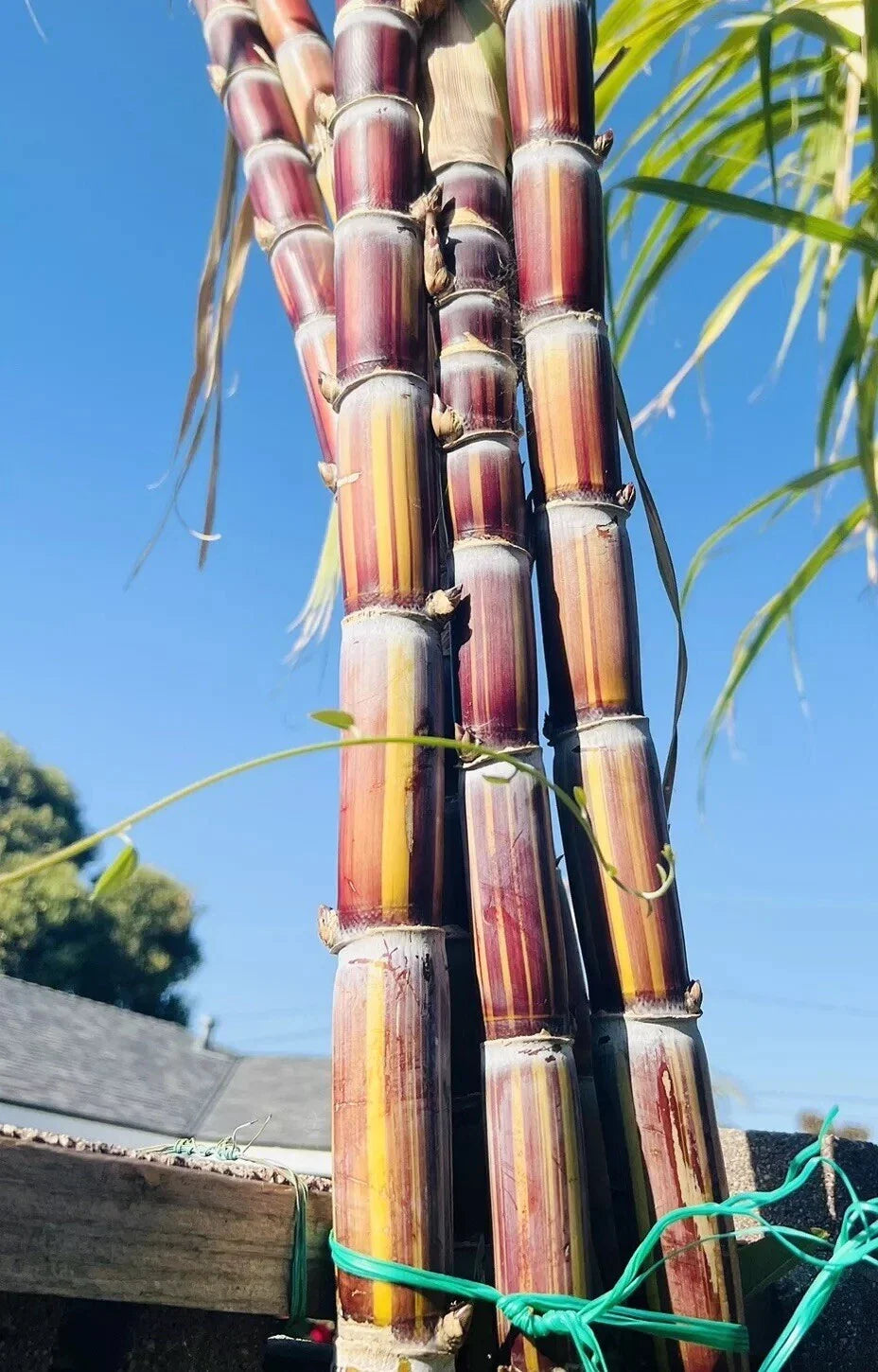 Rare Jamaican Variegated Sugarcane Live Rooted Plant - Striped Sugar Cane (Saccharum spontaneum) for Unique Gardens