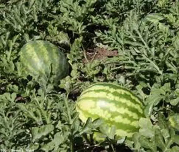 Kleckley's Sweet Watermelon Seeds, Heirloom Variety, Large & Super Sweet, 100 Seeds, Citrullus lanatus