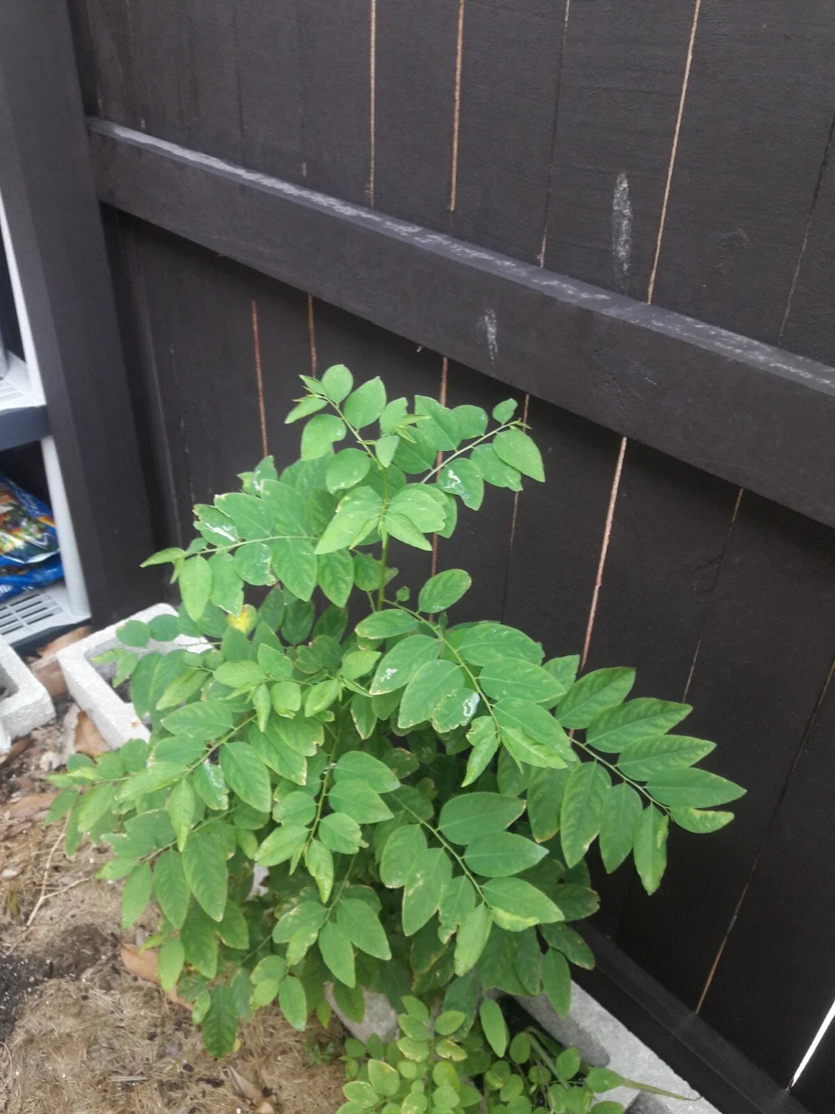 Katuk Cuttings - 12 Sweet Leaf Cuttings, Nutty Flavor - Sauropus androgynus - 5 Inches