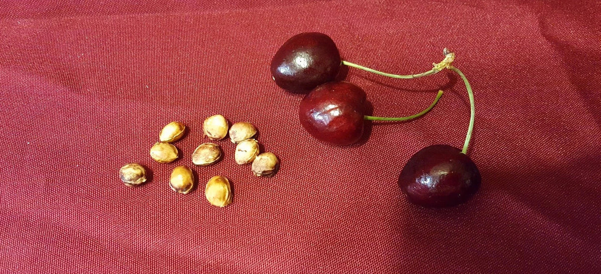 Cherry Fruit Tree Seeds 37 Count - Prunus avium - Organic Sweet Cherry Variety