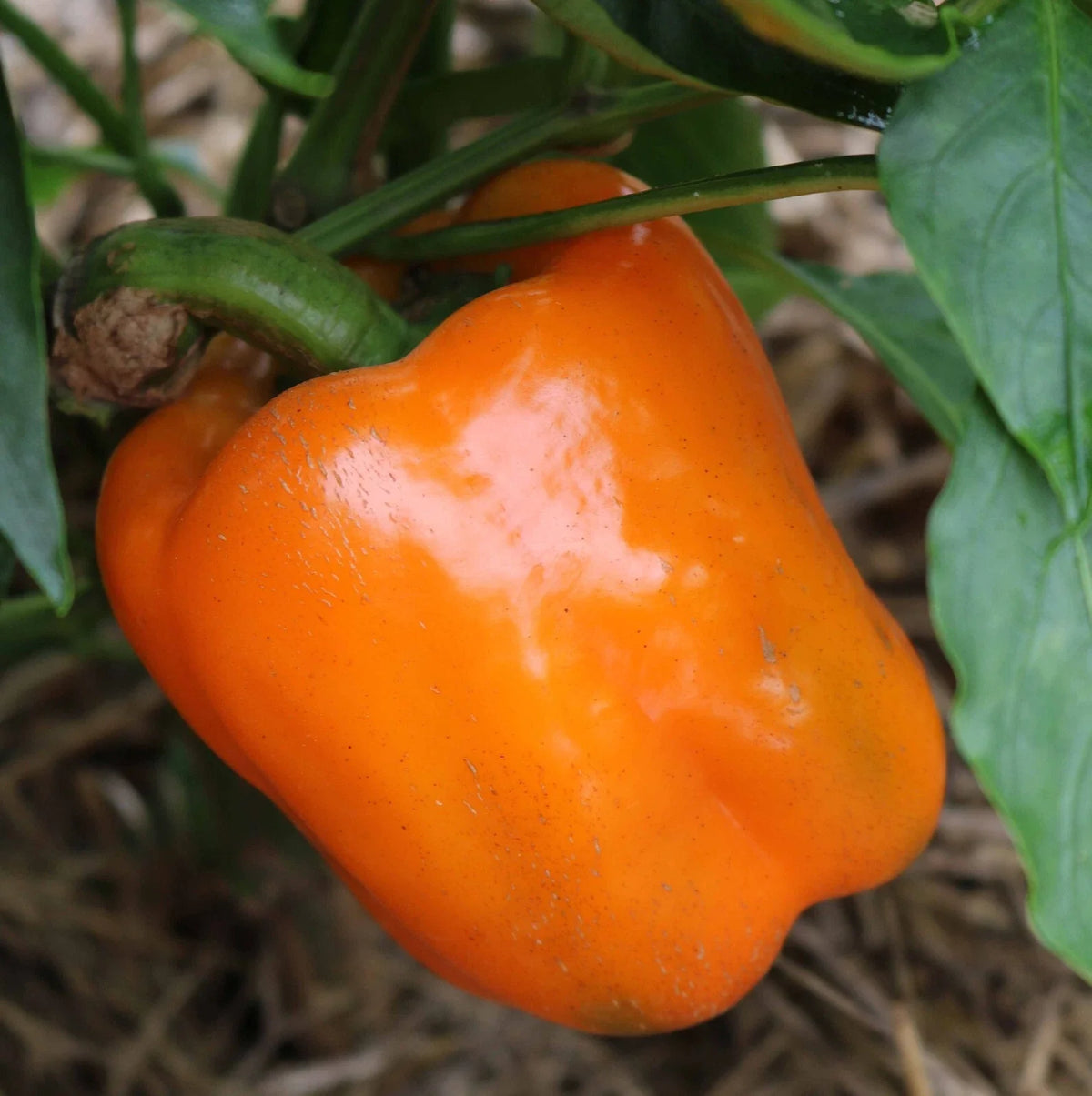 Orange Sun Sweet Bell Pepper Seeds - 30+ Heirloom NON-GMO - Fresh Pepper Seeds for Home Gardening - Capsicum annuum