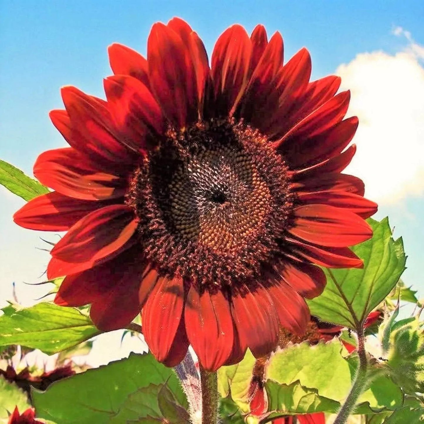 Sunflower Seeds 50pcs Velvet Queen Big Red Flower Helianthus annuus