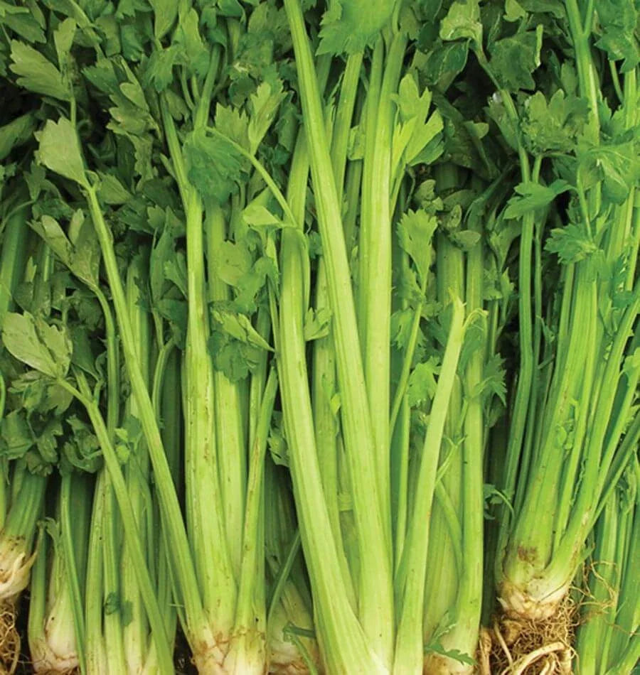 Celery Seeds 2000+ Non-GMO Tall Utah Variety for Vegetable Garden - USA Seller