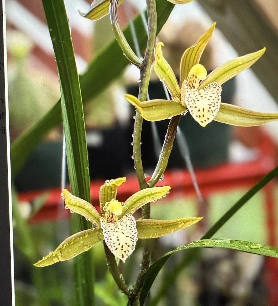 Cymbidium Orchid Seedling - Black Mosquito Variety - No Pot - Unique Indoor Plant