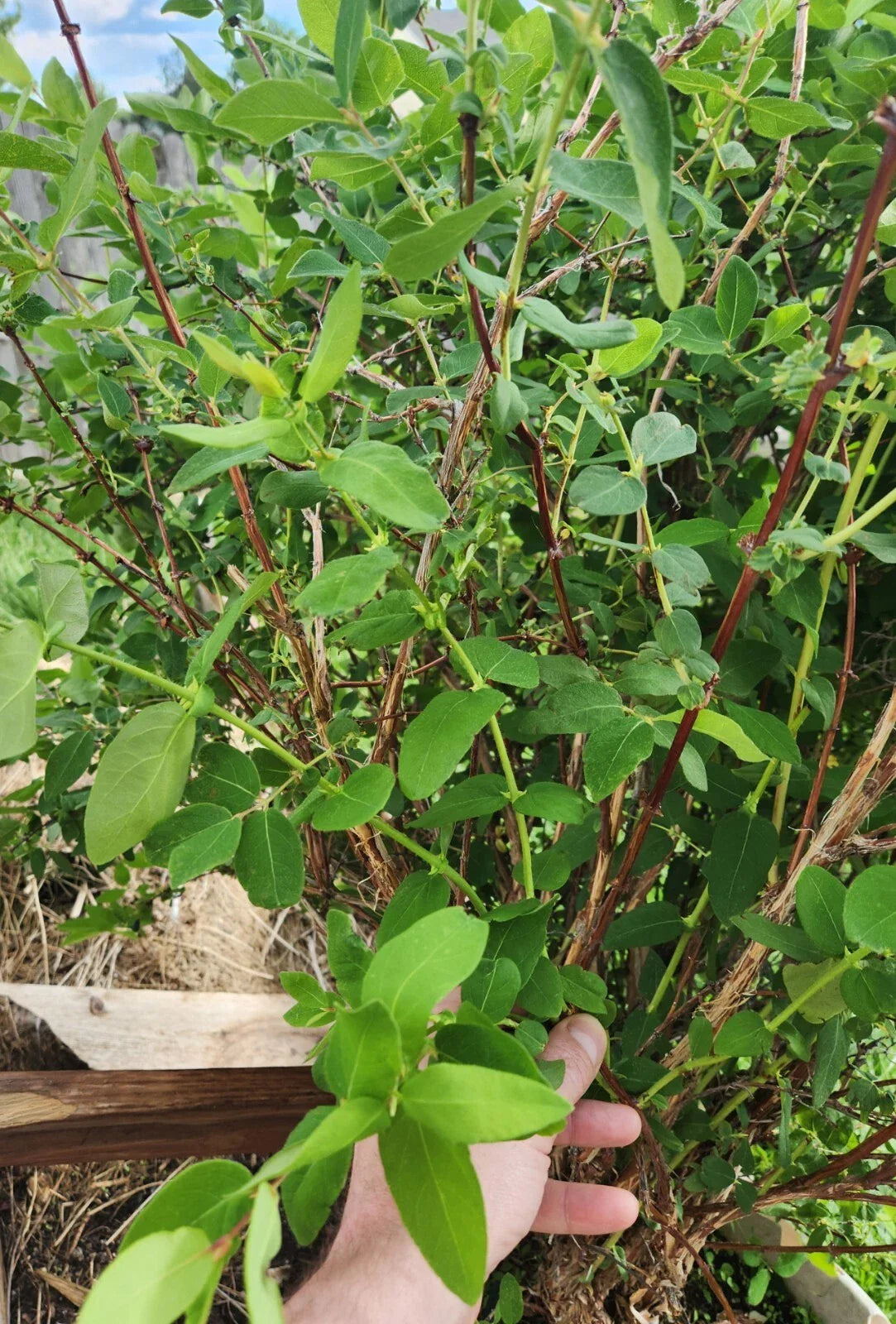 Honeyberry Cuttings 8 pcs 6"-8" Berry Blue Lonicera caerulea Leaves Just Starting to Grow
