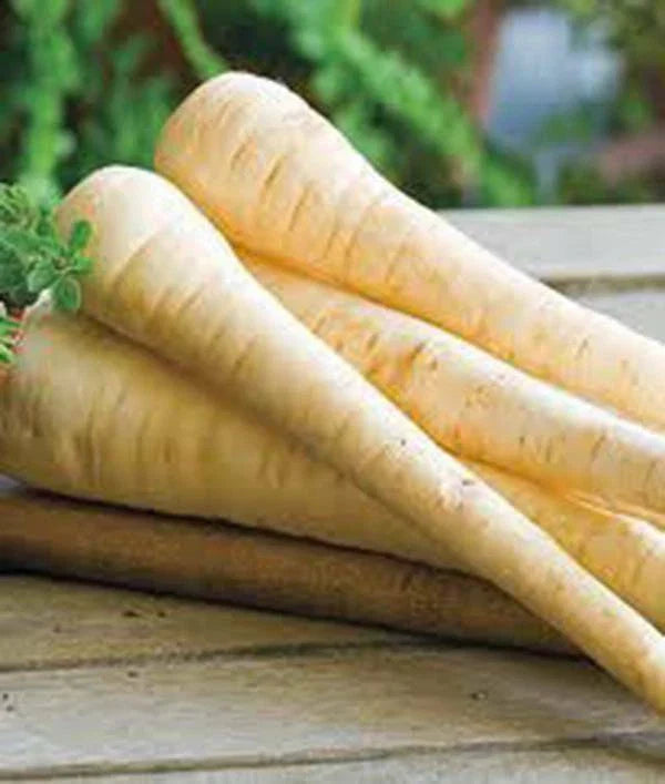 PARSNIP SEEDS, 25+ HEIRLOOM HARRIS MODEL, NON-GMO, Organic Parsnip Seeds for Home Garden, Pastinaca sativa