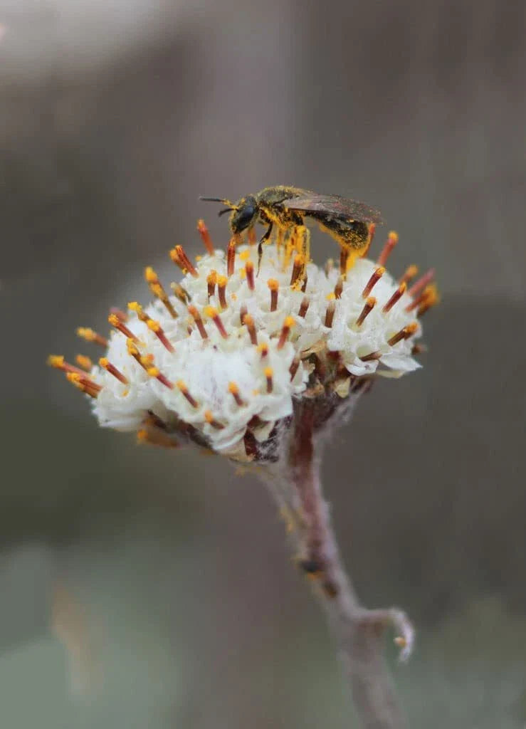 Prairie Pussytoes Seeds 100 Seeds Antennaria neglecta Wildflower Garden Native Plant