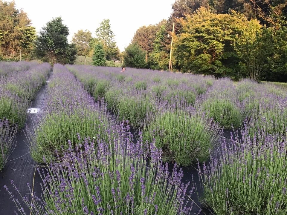 Lavender Live Plants - Well Rooted Plugs - Aromatic Herb - Spa Plants - Lavandula angustifolia