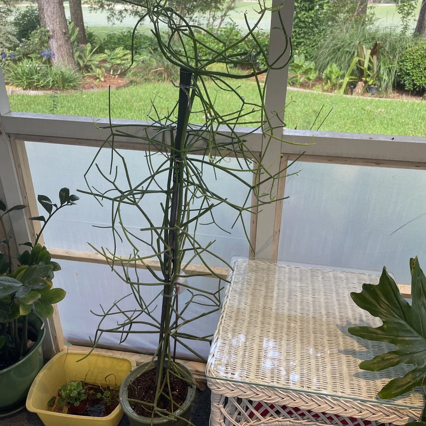 Euphorbia Tirucalli Pencil Cactus Plant 4" - Drought Tolerant Succulent - Great for Beginners - Fire Stick Variety
