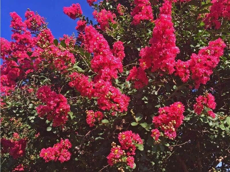 Dallas Red Cape Myrtle Seeds - 20 Perennial Flower Seeds - Lagerstroemia indica - US Seller