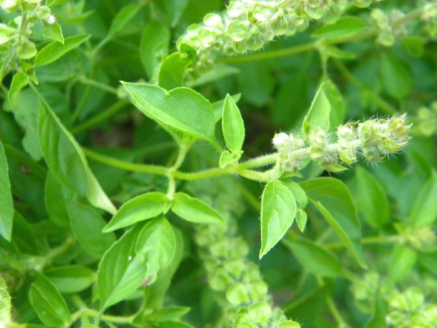 Lemon Basil Seeds, NON-GMO, Lao Basil Manglak Variety, Multiple Sizes Available, Ocimum basilicum