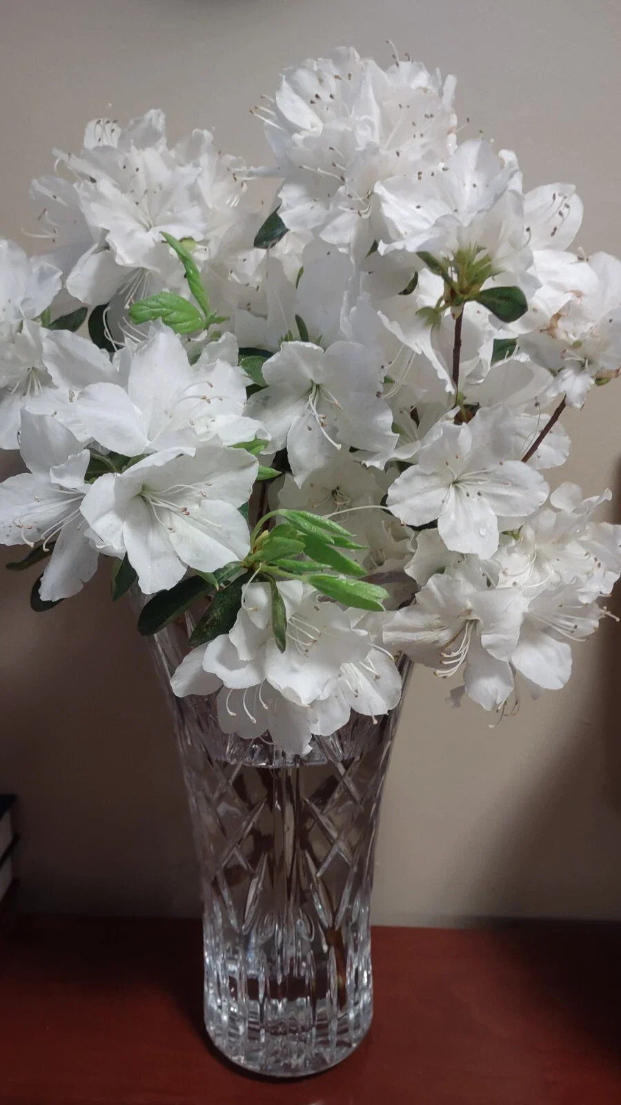 Crape Myrtle Cuttings 5-7" White Bloom Fresh Unrooted Lagerstroemia Indica 20+ Pack