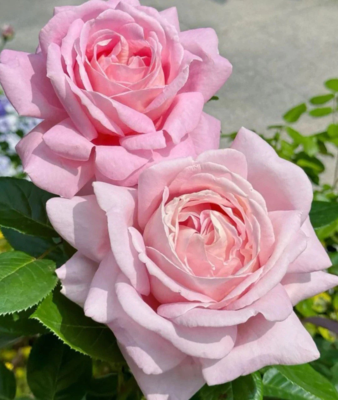 Light Pink Rose Cuttings - 3 Fresh Unrooted Cuttings 5-8" Long - Ideal for Propagation - Rosa spp.
