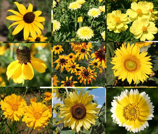 Wildflower Mix Seeds - 1 Oz Bulk - Yellow Variety - Pollinator-Friendly, Non-GMO
