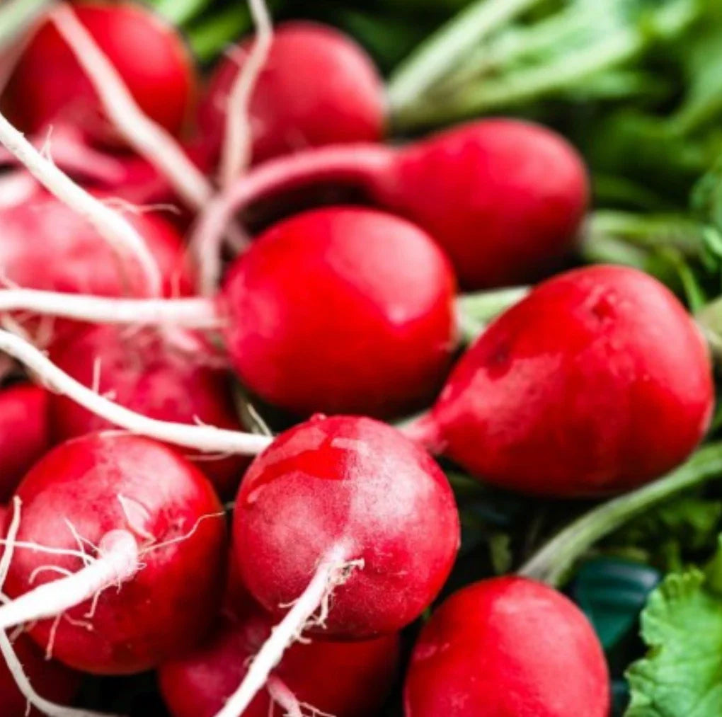 Cherry Belle Radish Seeds - NON-GMO, 1000 Seeds, Fast-Growing, Heirloom Variety, Raphanus sativus