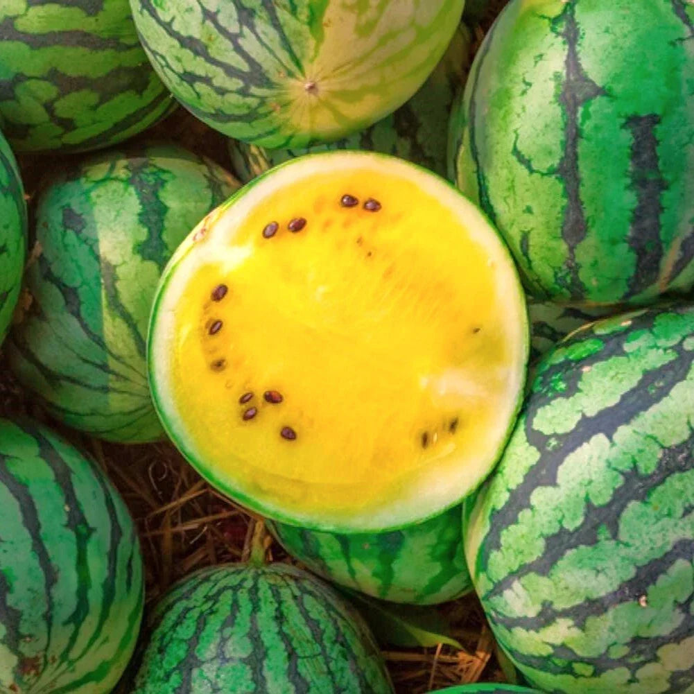 Yellow Petite Watermelon Seeds | Heirloom Mini Dwarf Melon Seed | Citrullus lanatus | 2025