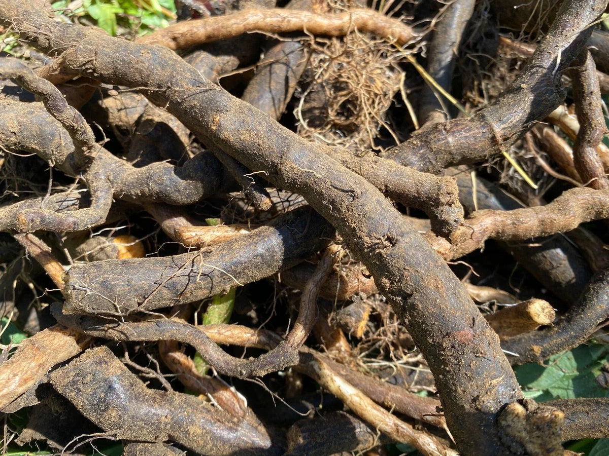 Organic Comfrey Root Cuttings 4” Each - 100 Pesticide-Free Cuttings for Gardening - Symphytum officinale